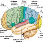 Oxigenación cerebral. Un factor importante para mejorar nuestra mente