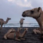 Los camellos somalíes no están en peligro de extinción